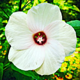 30 WHITE SWAMP ROSE MALLOW SEEDS  ( with red center )  - WILD HIBISCUS Garden Plants