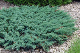10 Seeds Creeping Juniper Juniperus horizontali, US Native Evergreen Shrub Garden Plants