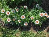 50+ seeds Zahara Starlight Rose Zinnia, organically grown - Free shipping Flowering Plants