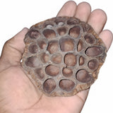 Natural Dried Lotus Seed Pods Ð Floral Craft, Home Decor, Wedding, DIY FREE Flowering Plants