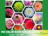 40+ Seeds|  Mix Color Rare Dahlia Perennial Seeds  #D027 Garden Plants