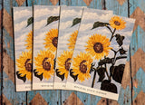 Vtg Kansas Official State Flower Postcards - Lot Of 4 Sunflower Robert R Sanders Sunflower