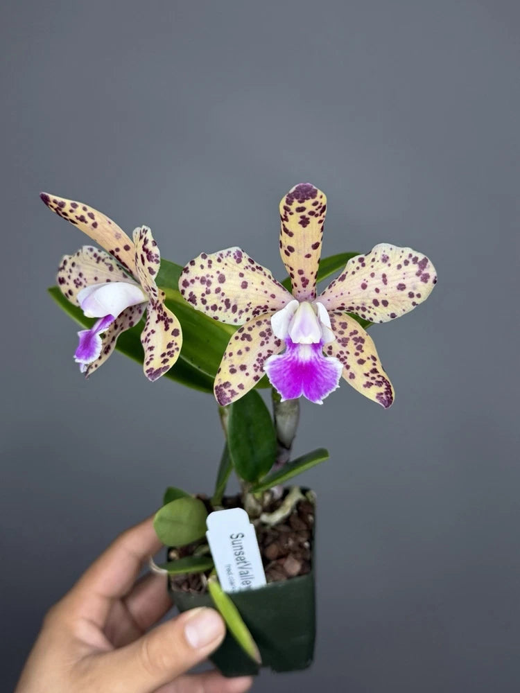 Potted orchid plant with purple-speckled white petals and bright purple center, green leaves