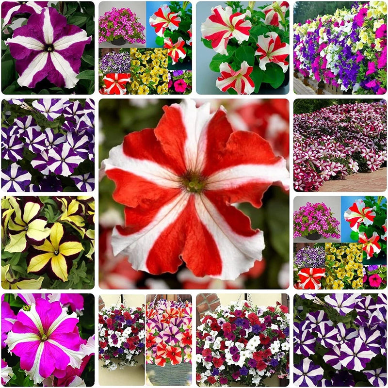 200+Petunia Flower Seeds for Planting, Mixed Color | Non-GMO | Rare Seeds for Pl Flowering Plants