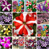 200+Petunia Flower Seeds for Planting, Mixed Color | Non-GMO | Rare Seeds for Pl Flowering Plants
