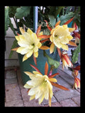 Yellow #2 epiphyllum cutting Orchids