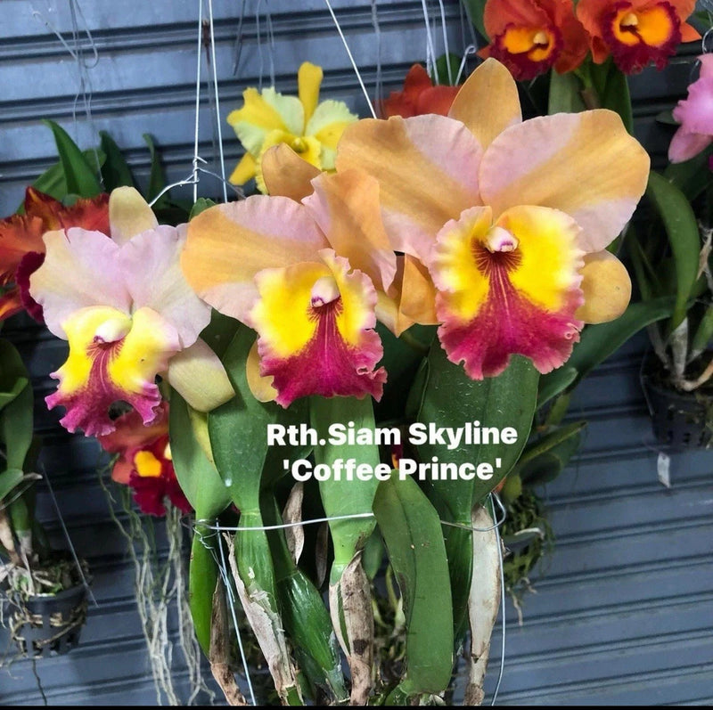Potted orchid plant with yellow, pink, and magenta flowers and green leaves
