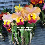 Rlc Siam Skyline ÔCoffee PrinceÕ Red Yellow Fragrant Mericlone Orchid 4Ó Pot Orchids