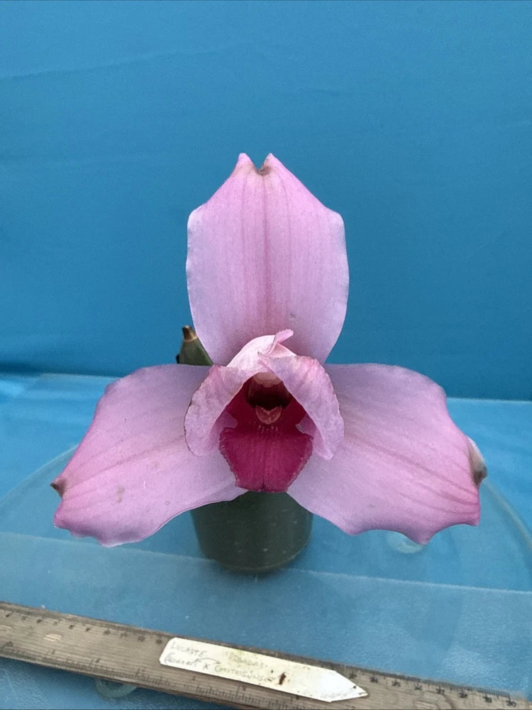 Pink and red orchid blossom in small green pot