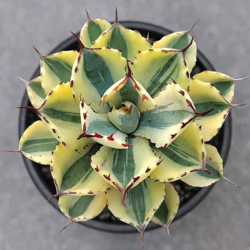 Agave potatorum succulent in black pot, spiky rosette with green and yellow leaves