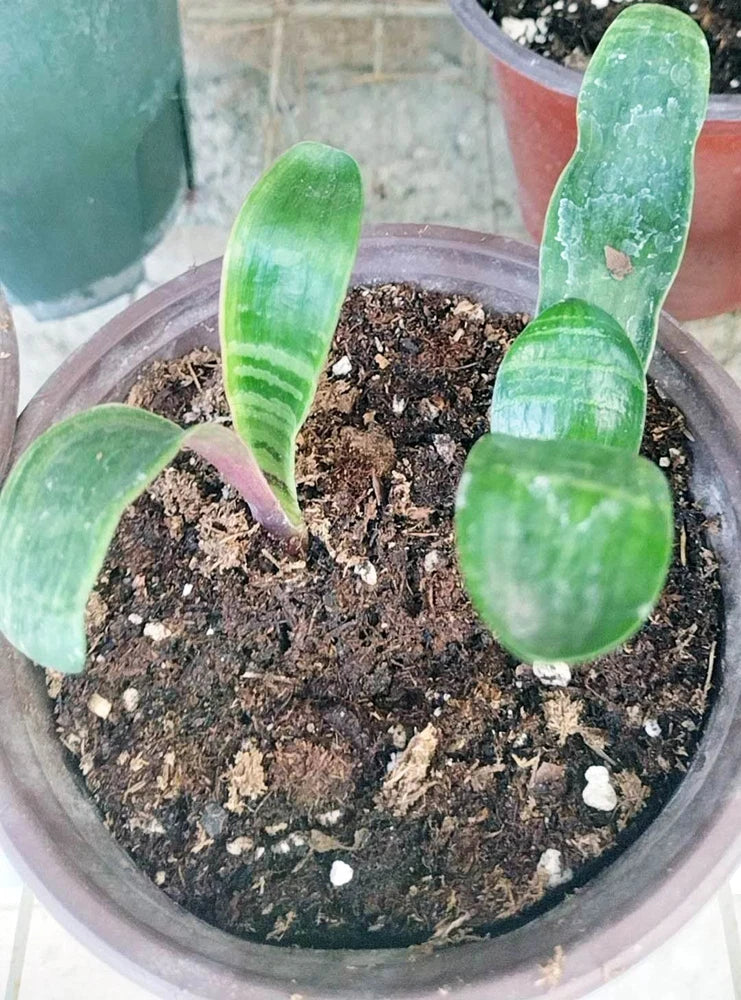 Tiger Stripe Clivia, Orange Flowers, 2 Leaves, Ready to Plant Orchids