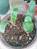 Tiger Stripe Clivia, Orange Flowers, 2 Leaves, Ready to Plant Orchids