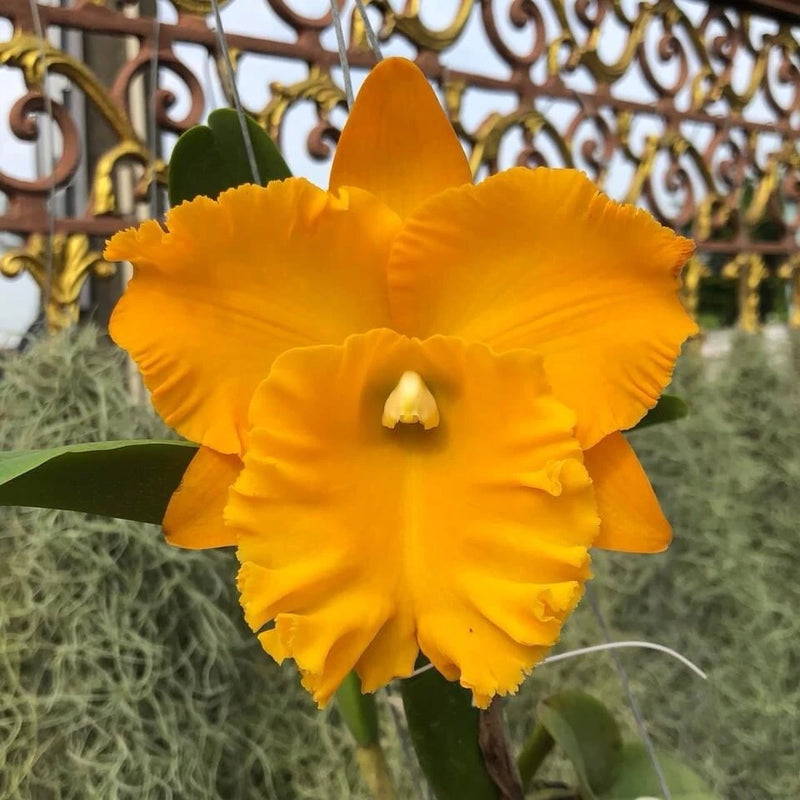 Live orchid plant with orange-yellow blossom and green leaves