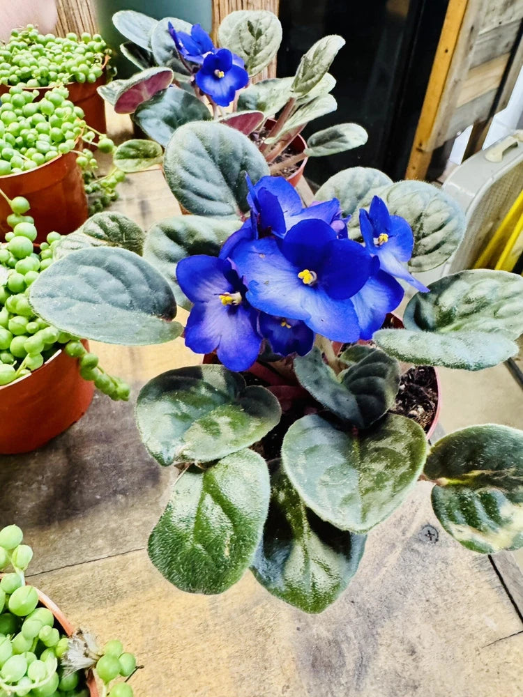 Blue African violet plant in pot with velvety leaves and five-petal blossoms