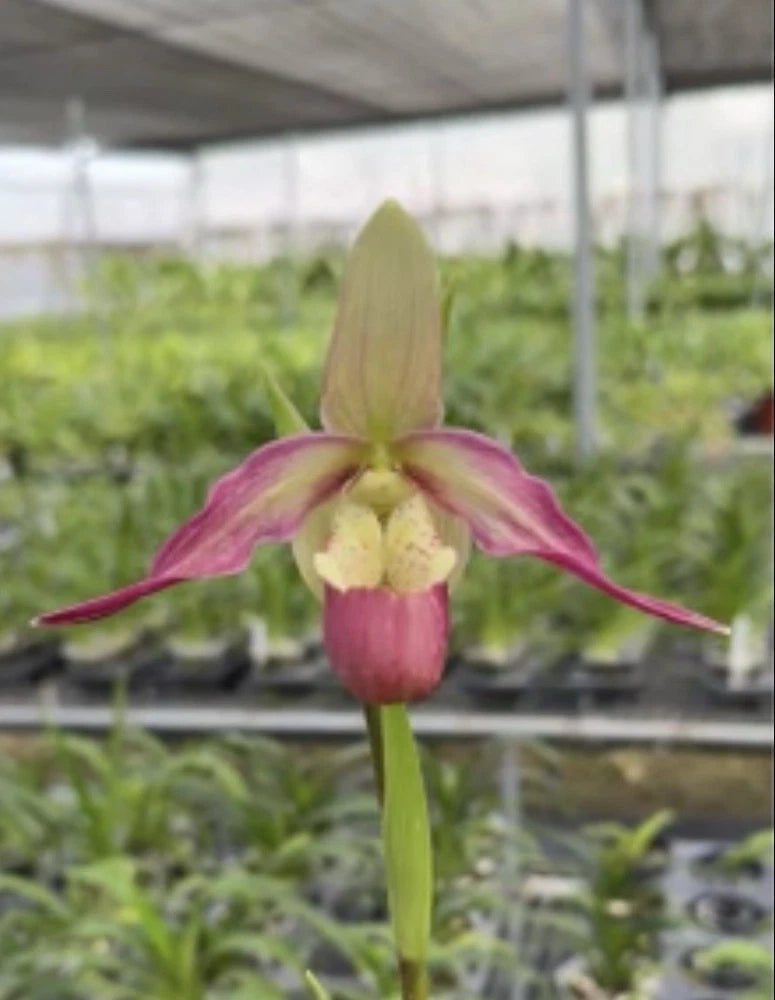 Pink and white orchid flower with green bud on a tall stem