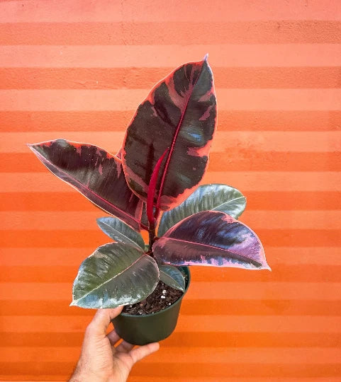 Ruby rubber tree plant in small black pot, dark maroon and green variegated leaves