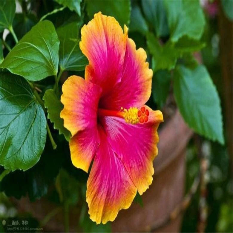 20 SEEDS pink/orange HIBISCUS flower exotic bush garden/house plant USA Seller Garden Plants