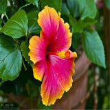 20 SEEDS pink/orange HIBISCUS flower exotic bush garden/house plant USA Seller Garden Plants