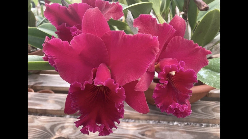 Cattleya orchid flowers with bright magenta fringed petals and dark pink centers