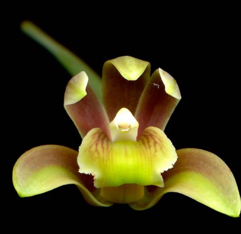 Orchid flower with yellow-green petals and a ruffled yellow lip