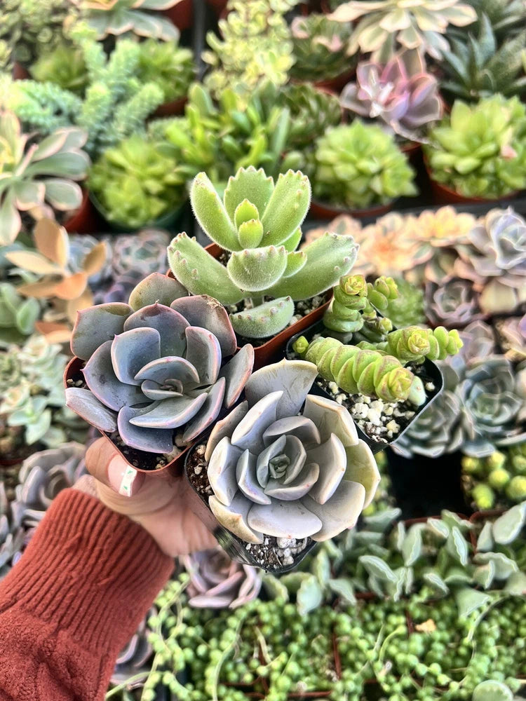 4-pack 2-inch succulent orchids, blue-gray rosette plants with pink tips