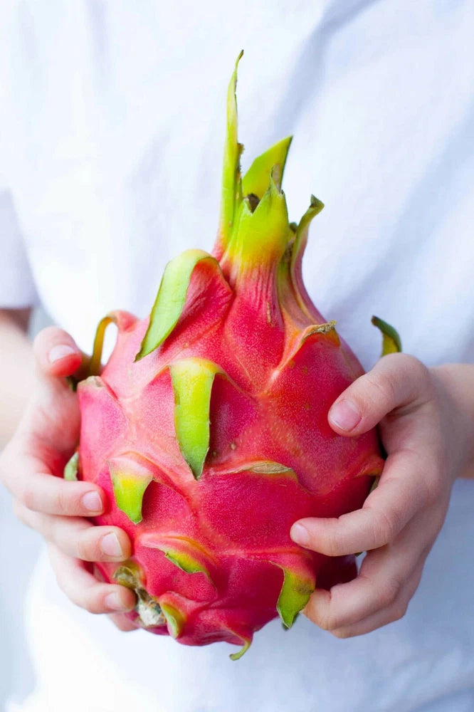DRAGON FRUIT (pitahaya) Plant cuttings, plant seeds rare dragon fruit US,to Orchids