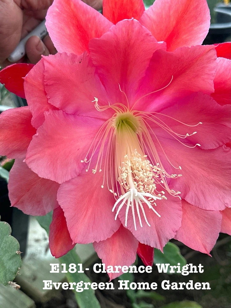 Rooted orchid cactus flower, vivid pink with prominent stamens