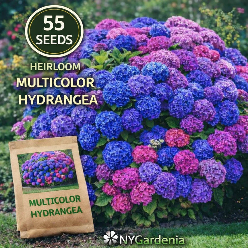 55 Multicolor Hydrangea Seeds Heirloom Flower Garden Shrub Easy Grow Hydrangea