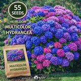 55 Multicolor Hydrangea Seeds Heirloom Flower Garden Shrub Easy Grow Hydrangea