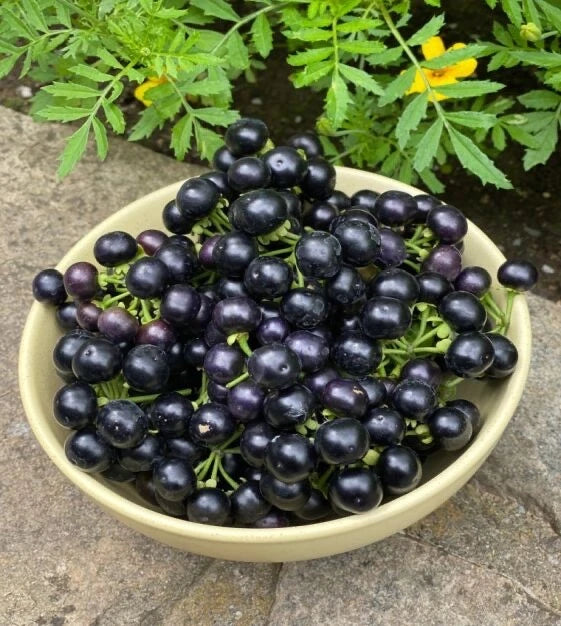 Garden Huckleberry Seeds {RARE & EXOTIC} Fun Fruit for Pies Jam Wine YUMMY! USA Garden Plants