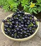 Garden Huckleberry Seeds {RARE & EXOTIC} Fun Fruit for Pies Jam Wine YUMMY! USA Garden Plants