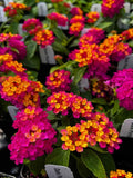 Lantana camara 'Dark Purple' Live House Plants BUY 2 GET 1 FREE Flowering Plants