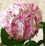 20 SEEDS for King Pink HYDRANGEA RARE flower exotic bush plant USA Seller 13B Hydrangea