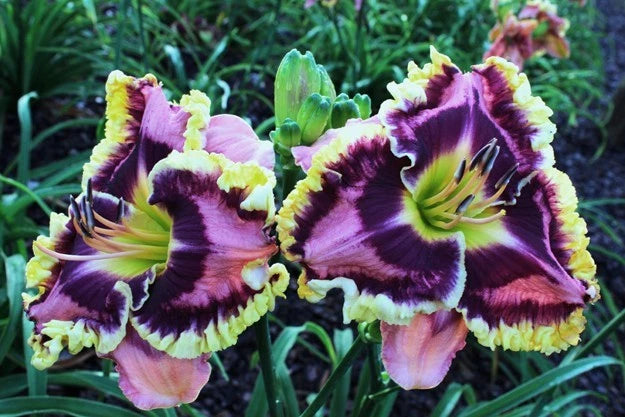 Double fan daylily flowers with purple and yellow frilled petals