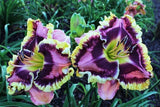 Daylily cv Halloween Effect, Perennial, Tetraploid, Rebloom, $75 Double fan Orchids