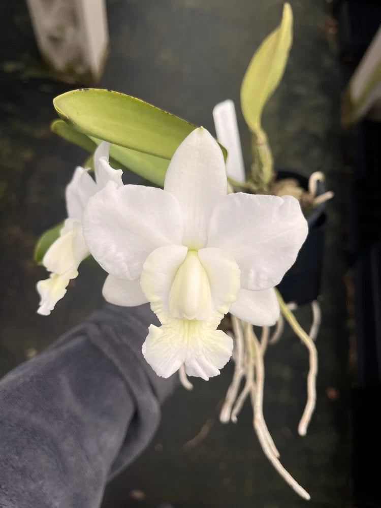 White Cattleya orchid with layered petals and yellow center