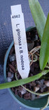 Orchid Cattleya L Gloriosa X B nodosa Mad Happenings potted Orchids