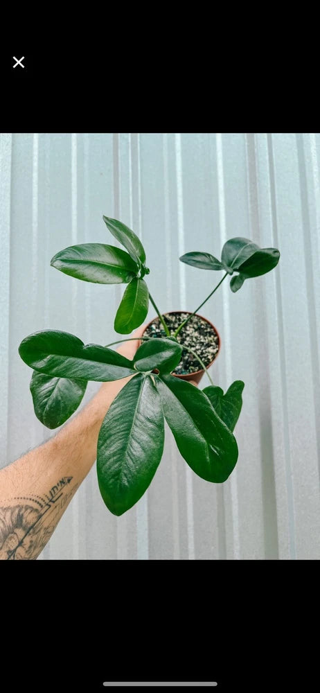 Thaumatophyllum spruceanum | Philodendron goeldii Orchids