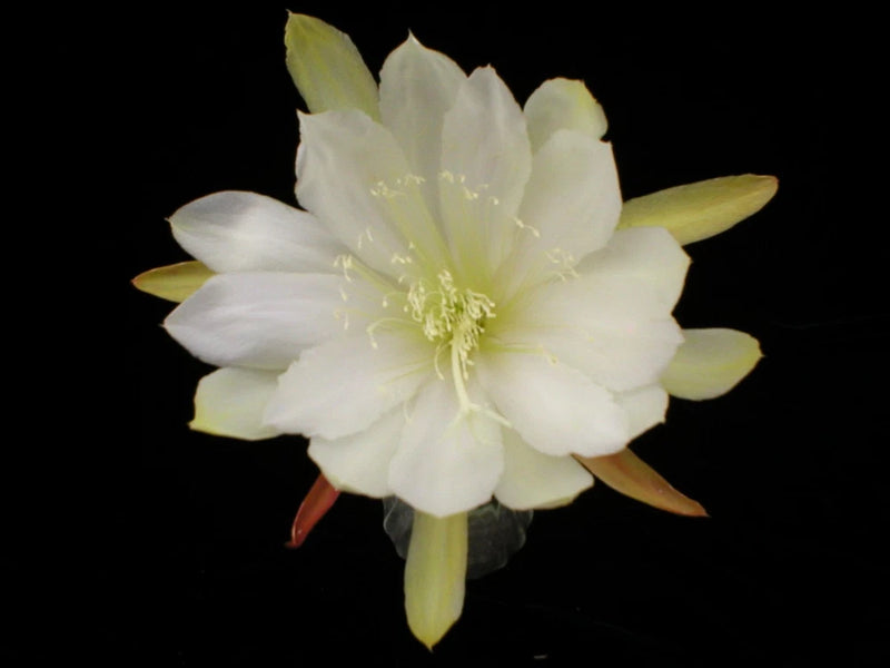 Orchid cactus bloom with pale white petals and yellow center