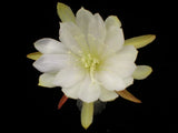 Epiphyllum, Orchid Cactus " BLESSED EVENT  ", Don's Quart pots APRIL/1 Orchids