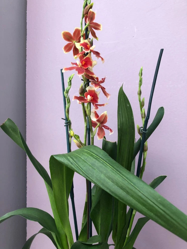 (461-2) Oip.Crimson Pride Mac 136         FS Fragrant Orchids