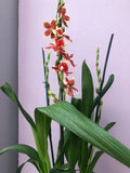 (461-2) Oip.Crimson Pride Mac 136         FS Fragrant Orchids