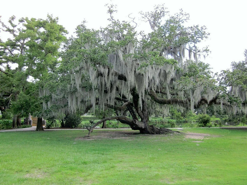 1 Gallon Bag Fresh Orlando LIVE SPANISH MOSS Crafts/Arrangements/Mulch Orchids