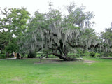 1 Gallon Bag Fresh Orlando LIVE SPANISH MOSS Crafts/Arrangements/Mulch Orchids