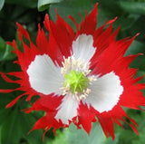 DANISH FLAG POPPY SEEDS 500+ RED white ANNUAL flower GARDEN FREE SHIPPING Garden Plants