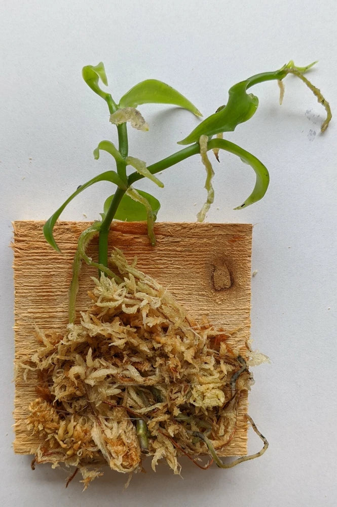 Wood-mounted miniature vanilla orchid on square wood with green vines and roots