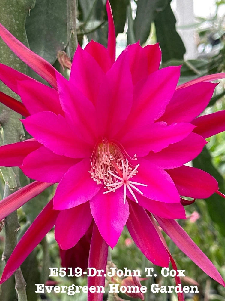 Pink orchid cactus flower on green segmented stems