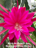 Rooted Epiphyllum Orchid Cactus ÒDr. John T CoxÓGrowing In 4Ó Starter Pot. Orchids