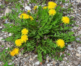 Dandelion Live Plant - 4" Pot - Edible Medicinal Herb for Garden & Containers Garden Plants
