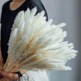 60Pcs Grass 17.72Inch, Dried Pompous Grass Branches Flower Arrangement Pampas Grass